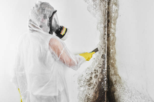 Best Mold Damage Repair  in Fairview, NY