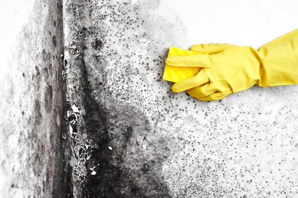 Best Home Mold Removal  in Fairview, NY