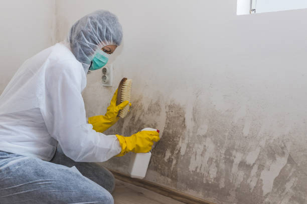 Best Commercial Mold Removal  in Fairview, NY