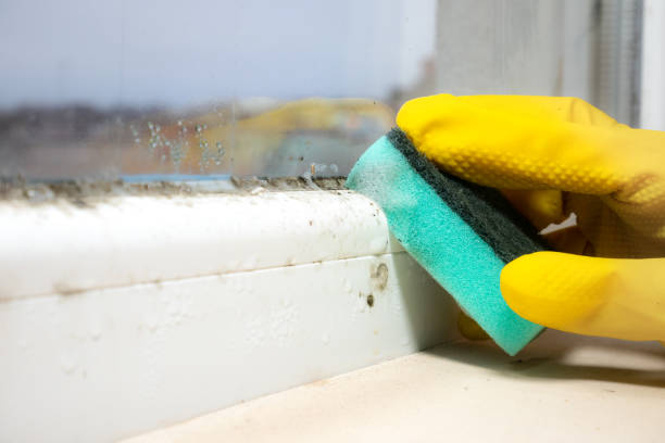 Best Mold Remediation  in Fairview, NY