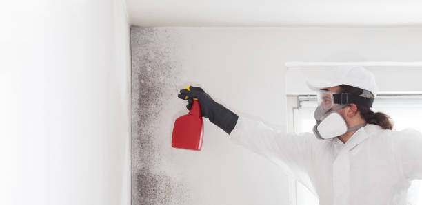 Best Attic Mold Removal  in Fairview, NY