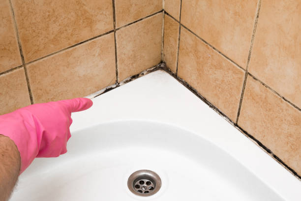 Best Toxic Mold Removal  in Fairview, NY